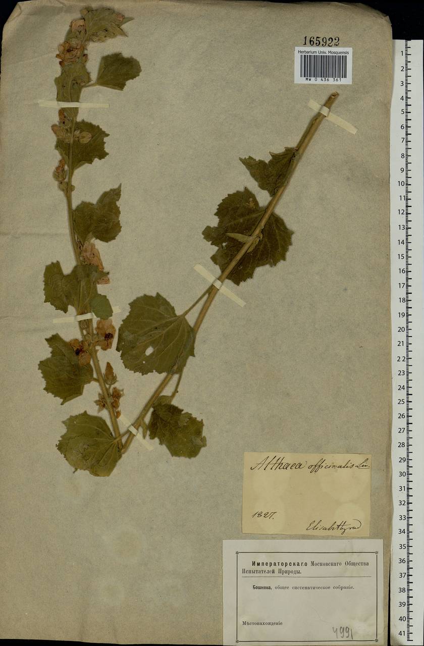 Althaea officinalis L., Eastern Europe, South Ukrainian region (E12) (Ukraine)