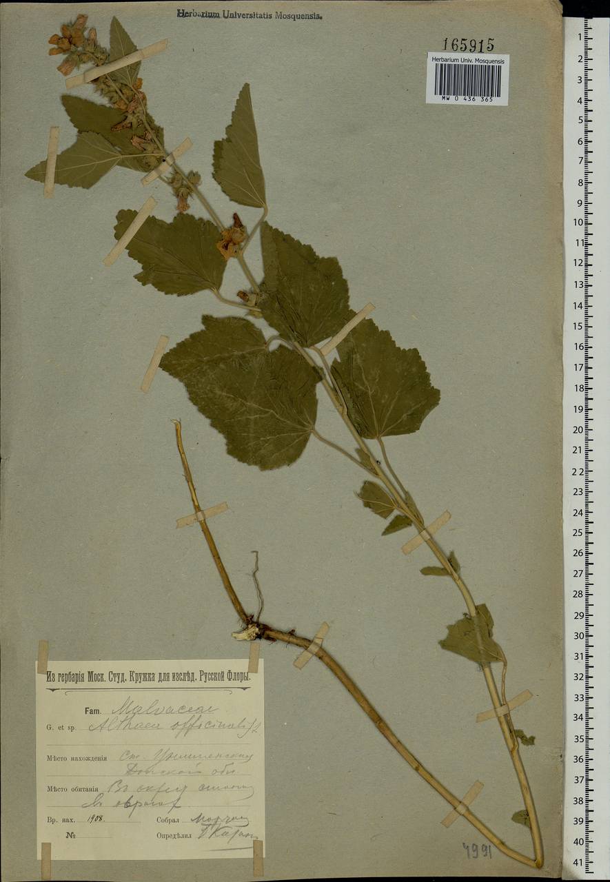 Althaea officinalis L., Eastern Europe, Rostov Oblast (E12a) (Russia)