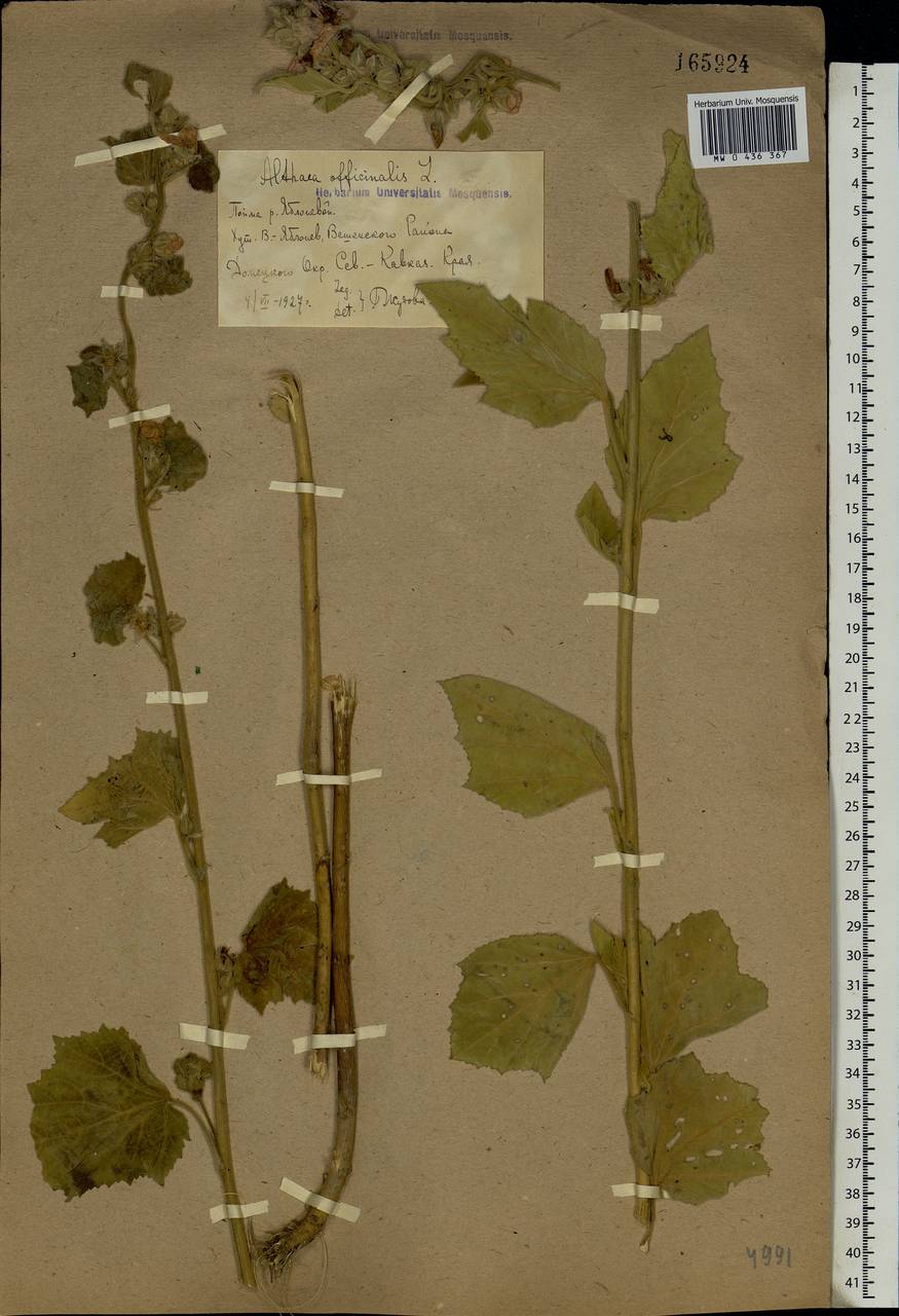 Althaea officinalis L., Eastern Europe, Rostov Oblast (E12a) (Russia)