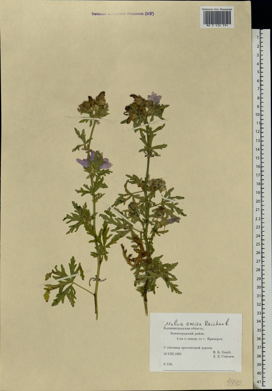 Malva excisa Rchb., Eastern Europe, North-Western region (E2) (Russia)