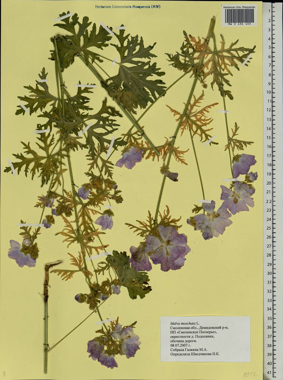 Malva moschata L., Eastern Europe, Western region (E3) (Russia)