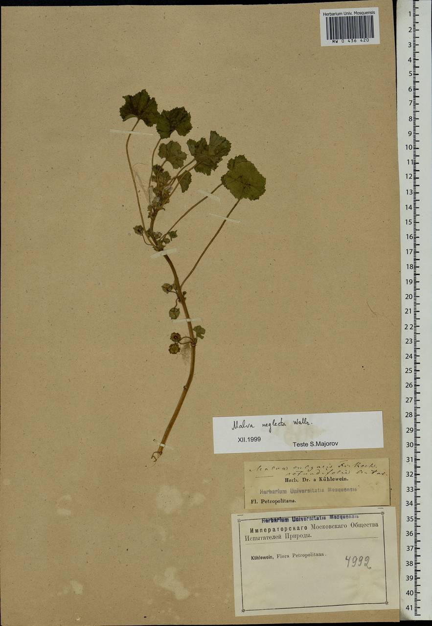 Malva neglecta Wallr., Eastern Europe, North-Western region (E2) (Russia)