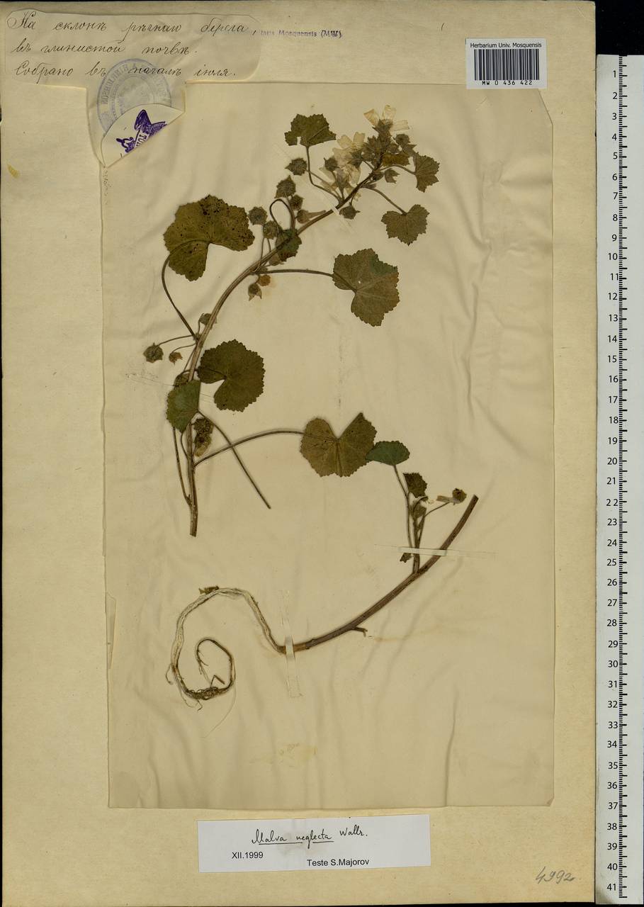 Malva neglecta Wallr., Eastern Europe, Estonia (E2c) (Estonia)