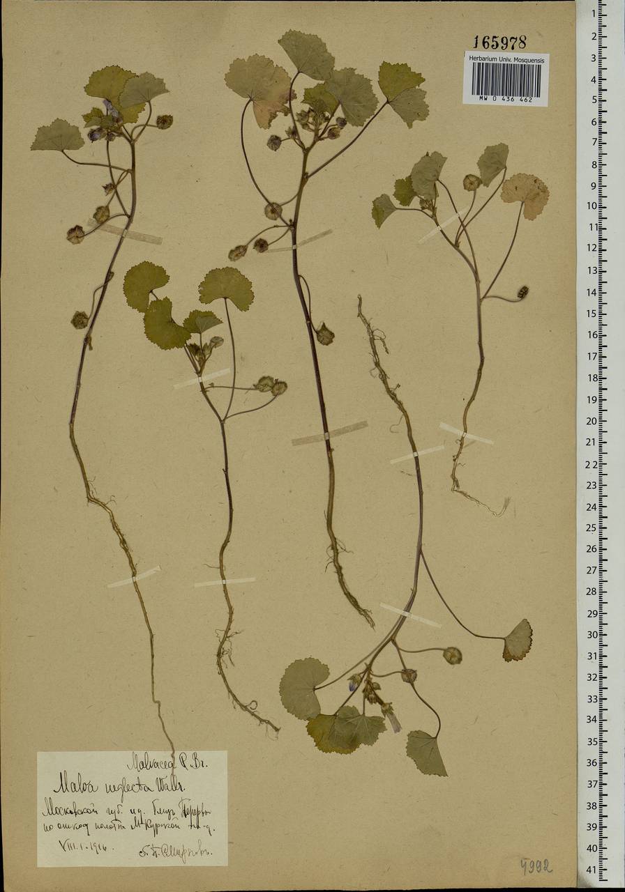 Malva neglecta Wallr., Eastern Europe, Moscow region (E4a) (Russia)