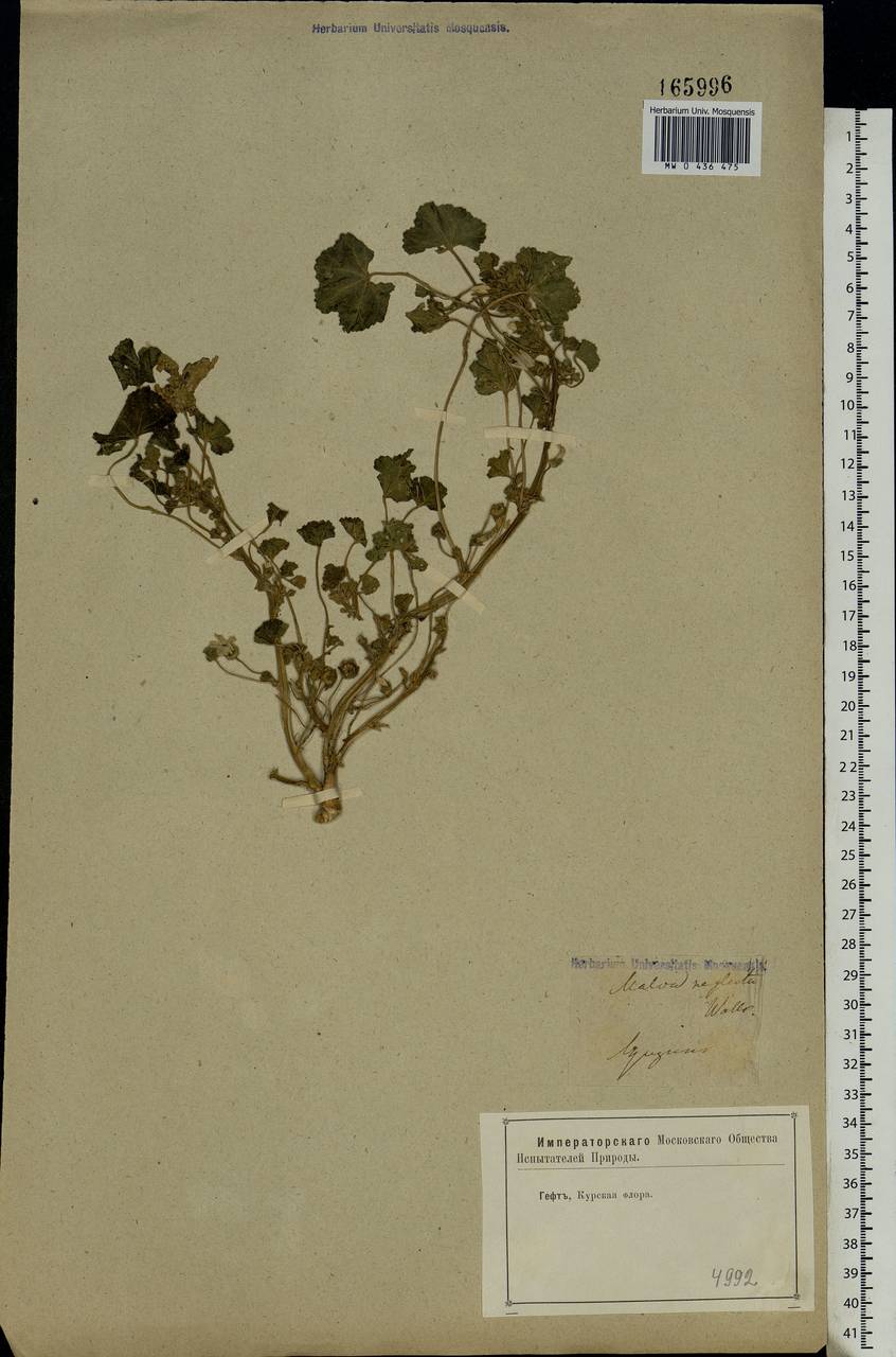 Malva neglecta Wallr., Eastern Europe, Central forest-and-steppe region (E6) (Russia)
