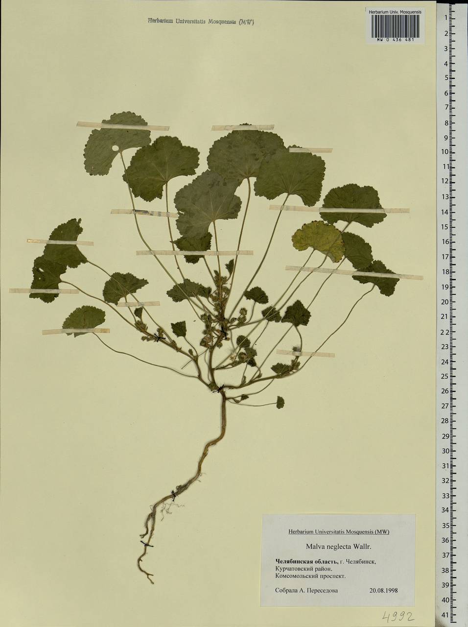 Malva neglecta Wallr., Eastern Europe, Eastern region (E10) (Russia)