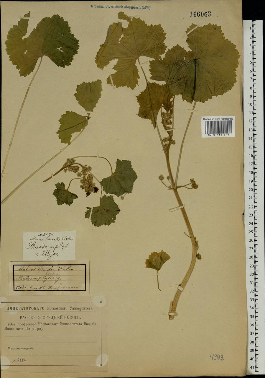 Malva pusilla Sm., Eastern Europe, Central forest region (E5) (Russia)