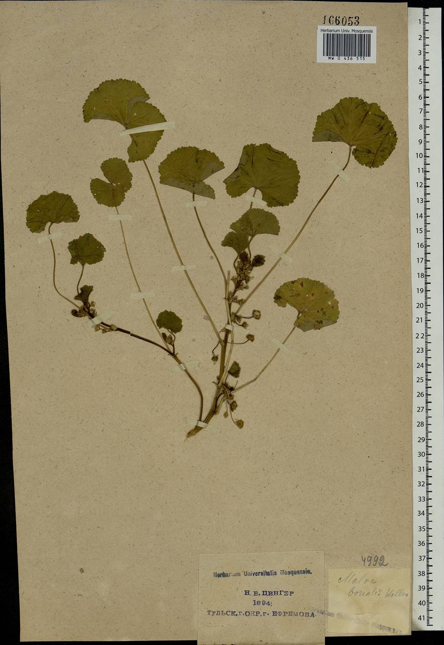 Malva pusilla Sm., Eastern Europe, Central region (E4) (Russia)