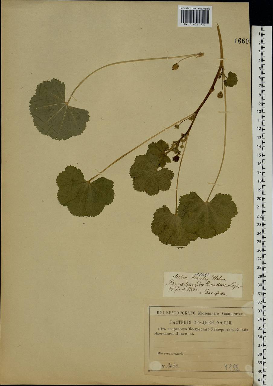 Malva pusilla Sm., Eastern Europe, Central region (E4) (Russia)