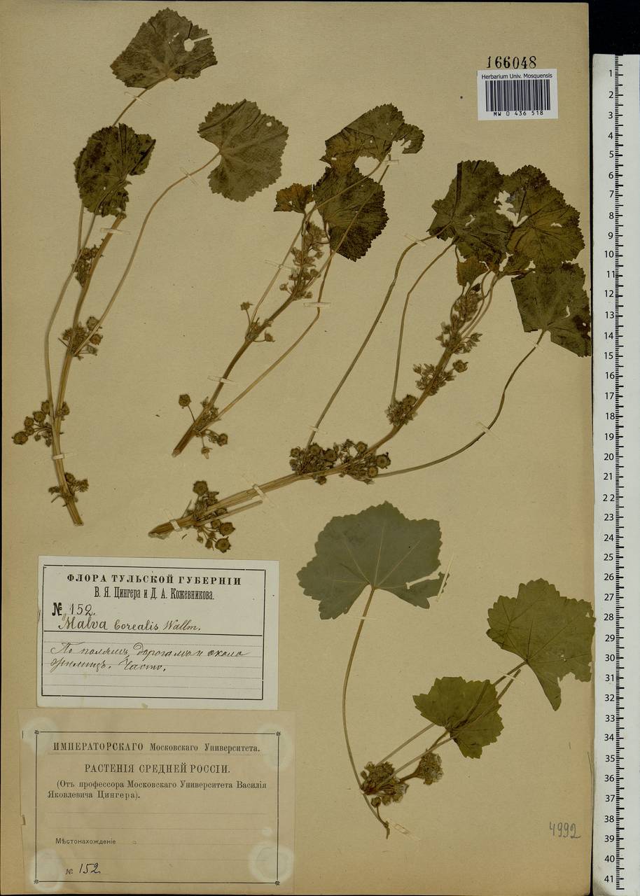 Malva pusilla Sm., Eastern Europe, Central region (E4) (Russia)