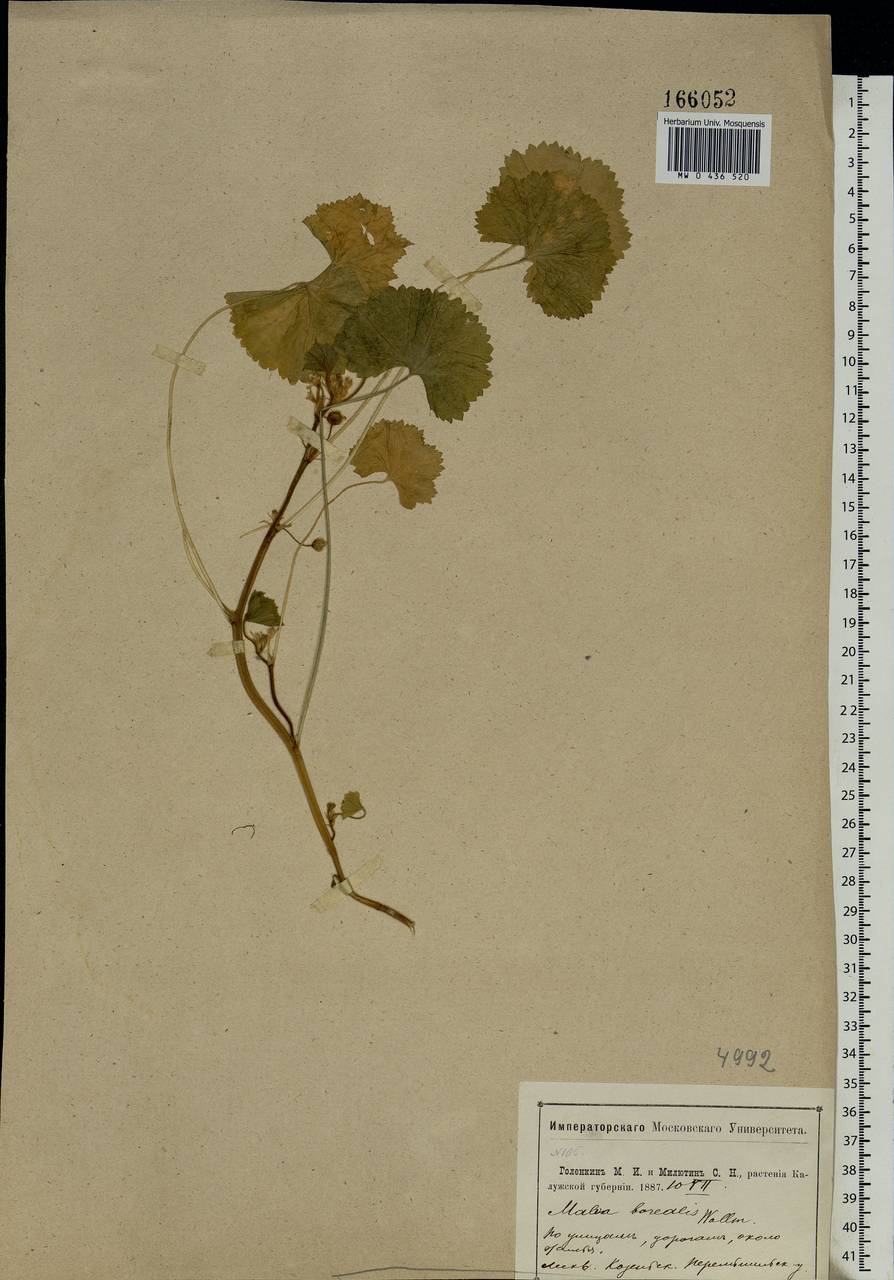 Malva pusilla Sm., Eastern Europe, Central region (E4) (Russia)