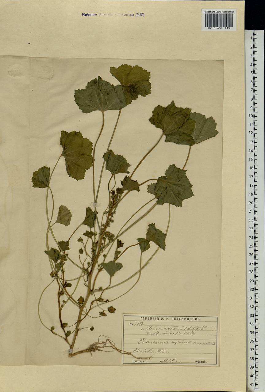 Malva pusilla Sm., Eastern Europe, Moscow region (E4a) (Russia)