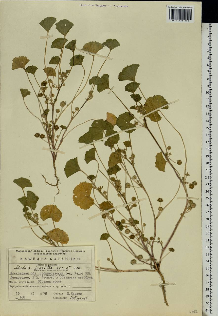 Malva pusilla Sm., Eastern Europe, Moscow region (E4a) (Russia)