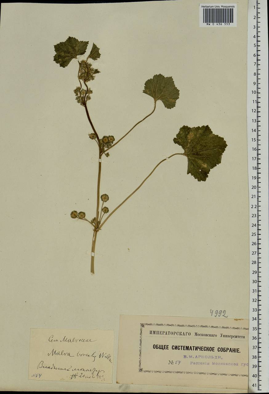 Malva pusilla Sm., Eastern Europe, Moscow region (E4a) (Russia)