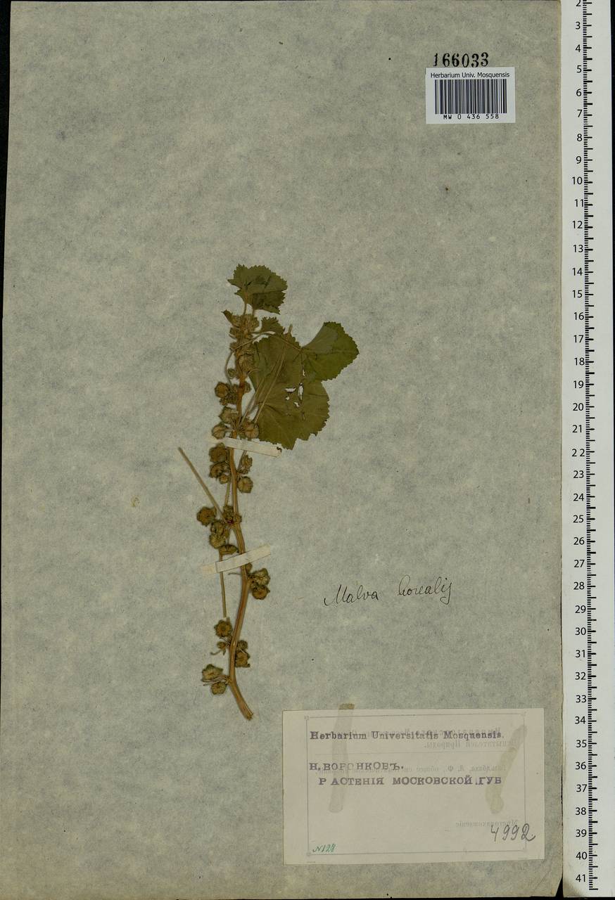 Malva pusilla Sm., Eastern Europe, Moscow region (E4a) (Russia)