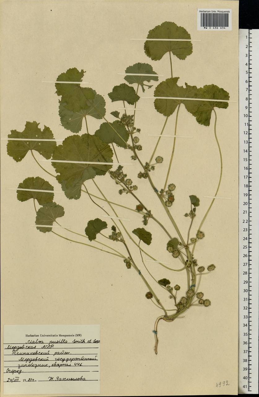 Malva pusilla Sm., Eastern Europe, Middle Volga region (E8) (Russia)