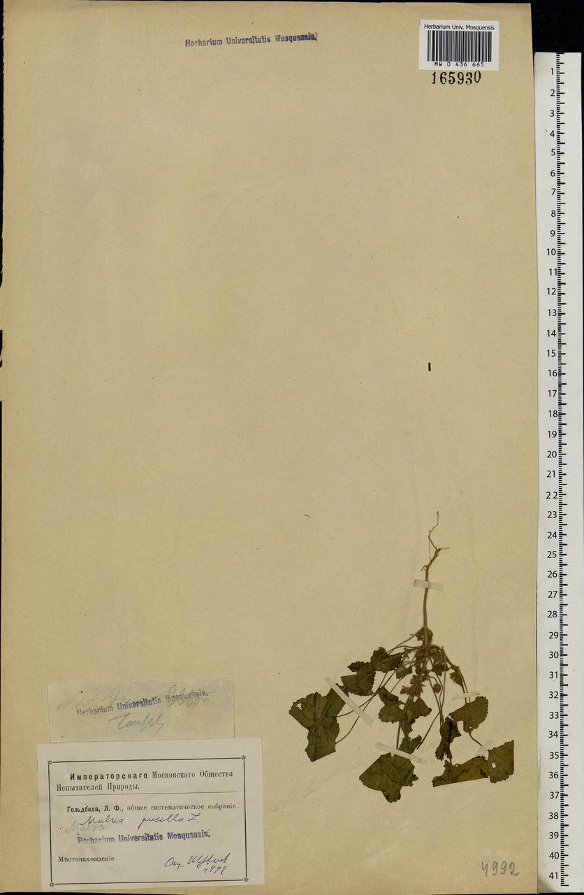 Malva pusilla Sm., Eastern Europe, South Ukrainian region (E12) (Ukraine)