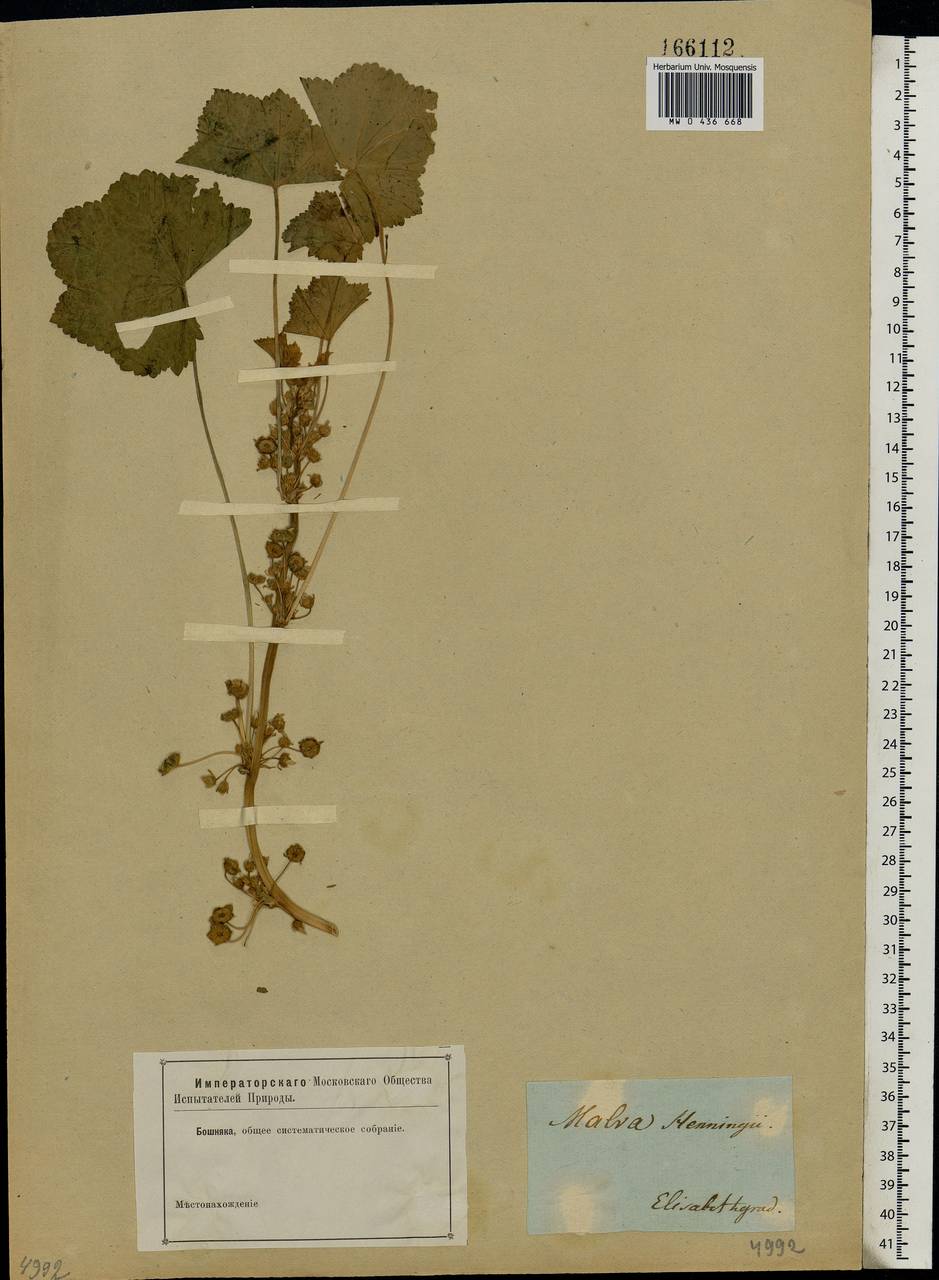 Malva pusilla Sm., Eastern Europe, South Ukrainian region (E12) (Ukraine)