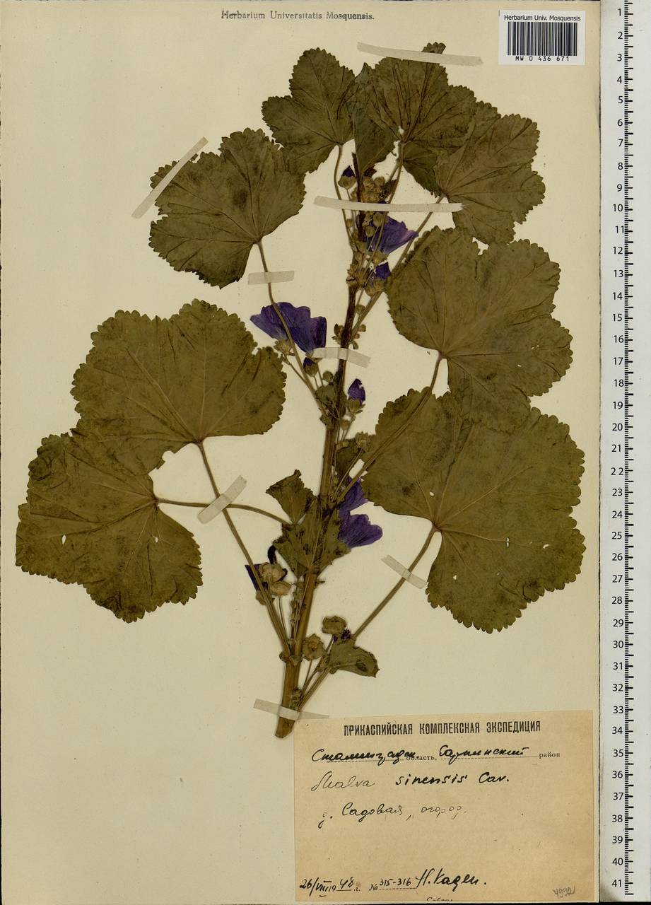 Malva cathayensis M. G. Gilbert, Y. Tang & Dorr, Eastern Europe, Lower Volga region (E9) (Russia)