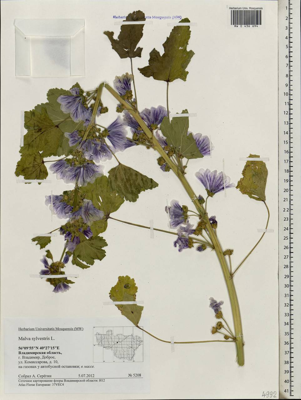 Malva sylvestris L., Eastern Europe, Central region (E4) (Russia)