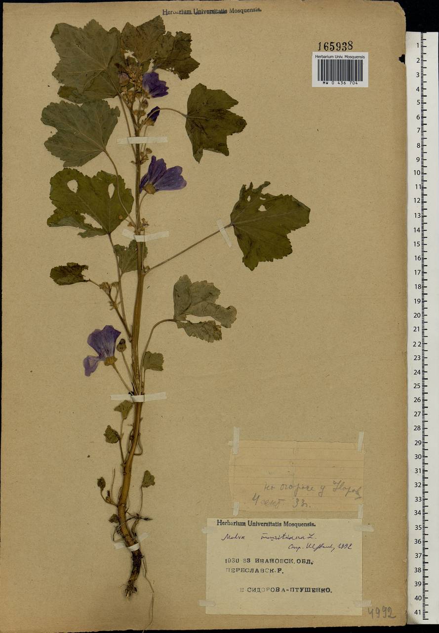 Malva sylvestris L., Eastern Europe, Central forest region (E5) (Russia)