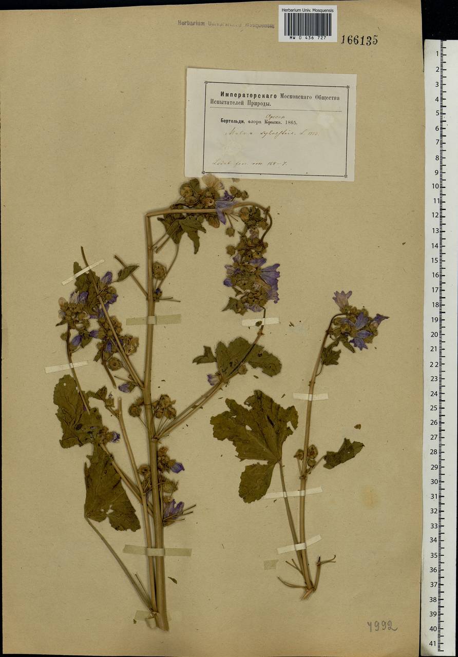 Malva sylvestris L., Eastern Europe, South Ukrainian region (E12) (Ukraine)