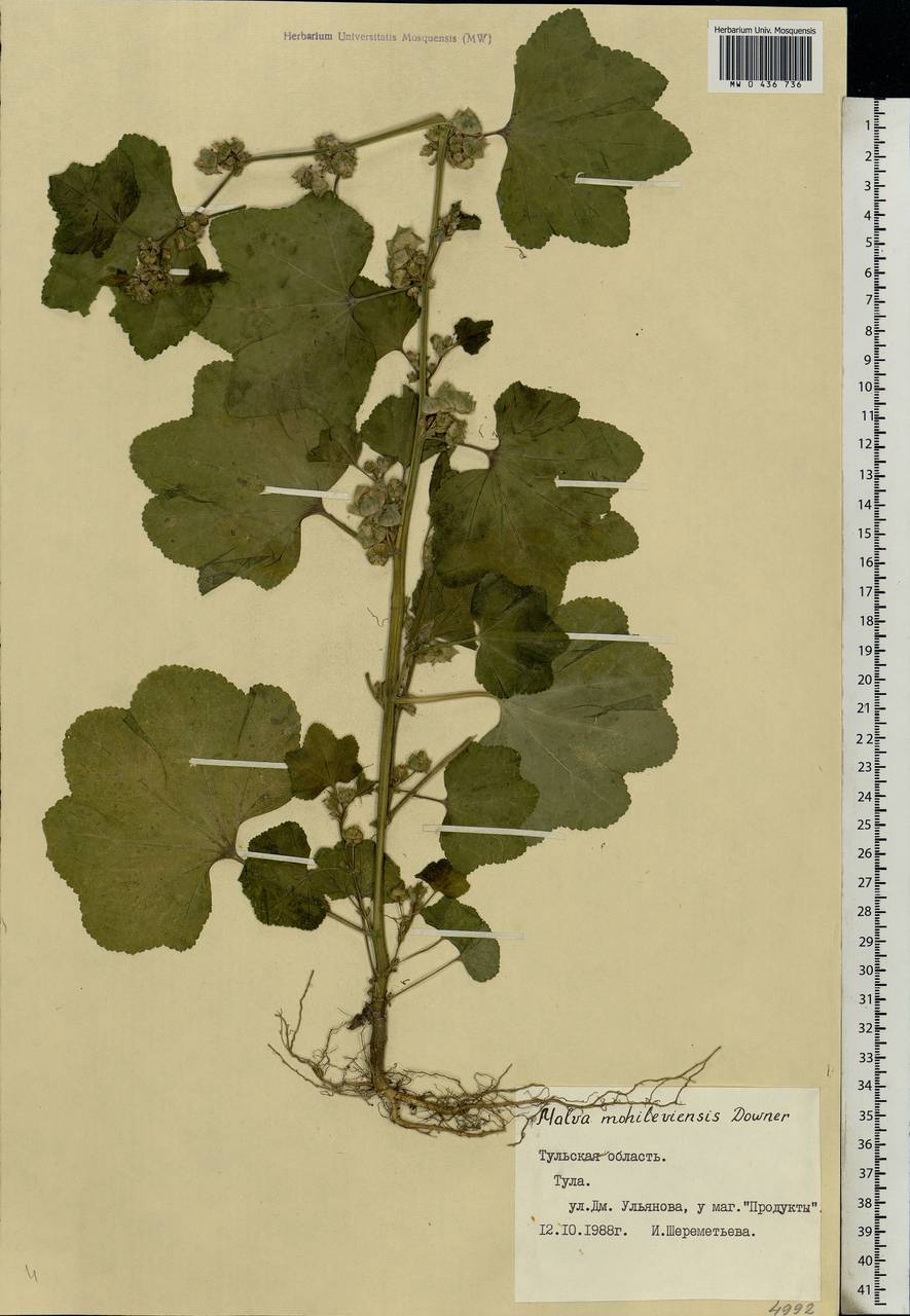 Malva verticillata L., Eastern Europe, Central region (E4) (Russia)