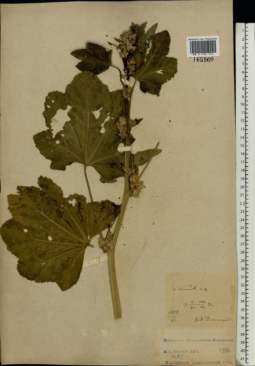 Malva verticillata L., Eastern Europe, Central forest-and-steppe region (E6) (Russia)