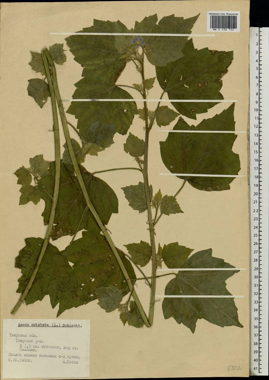 Anoda cristata (L.) Schltdl., Eastern Europe, North-Western region (E2) (Russia)