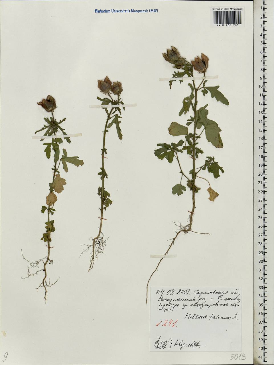 Hibiscus trionum L., Eastern Europe, Lower Volga region (E9) (Russia)