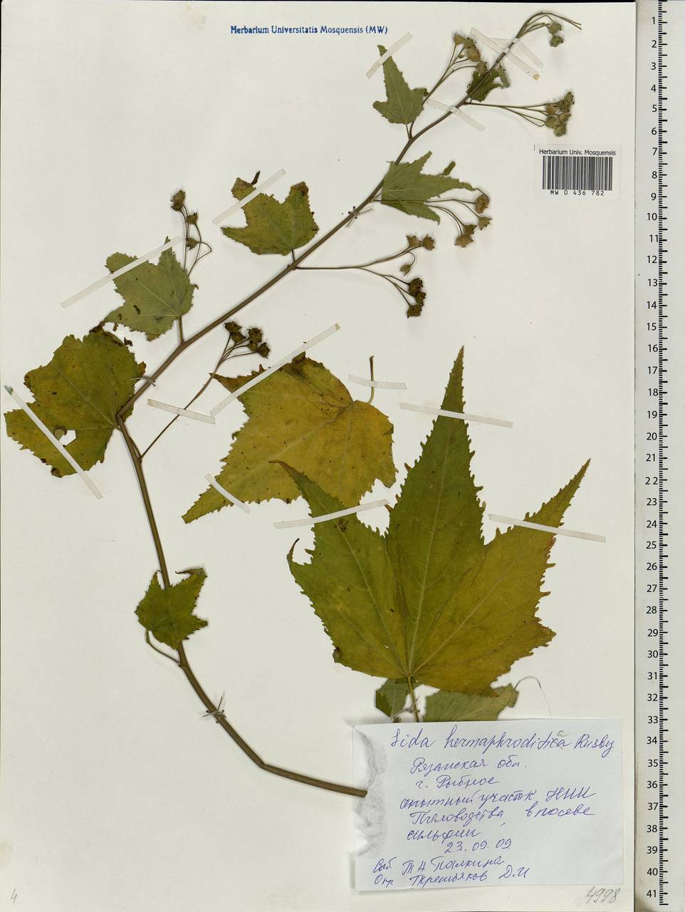 Ripariosida hermaphrodita (L.) Weakley & D. B. Poind., Eastern Europe, Central region (E4) (Russia)