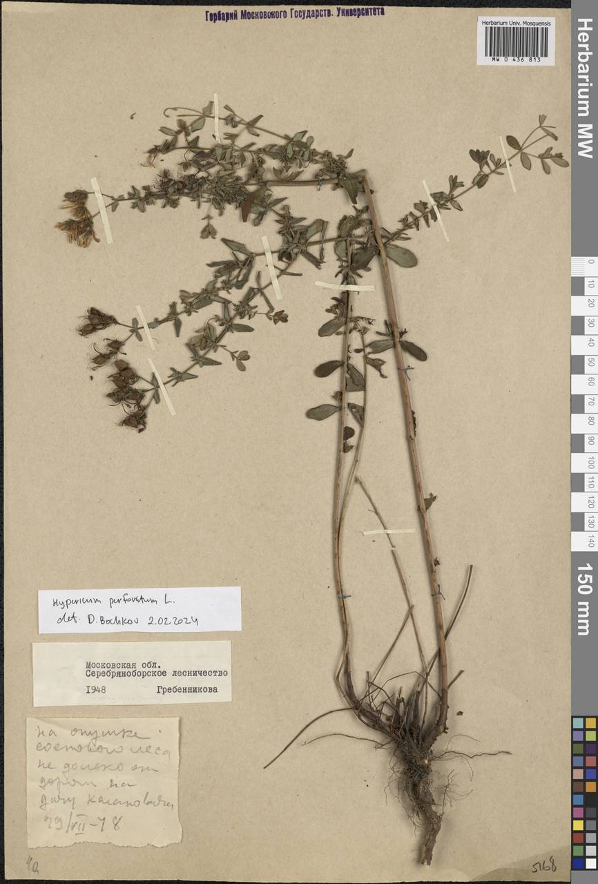 Hypericum perforatum L., Eastern Europe, Moscow region (E4a) (Russia)