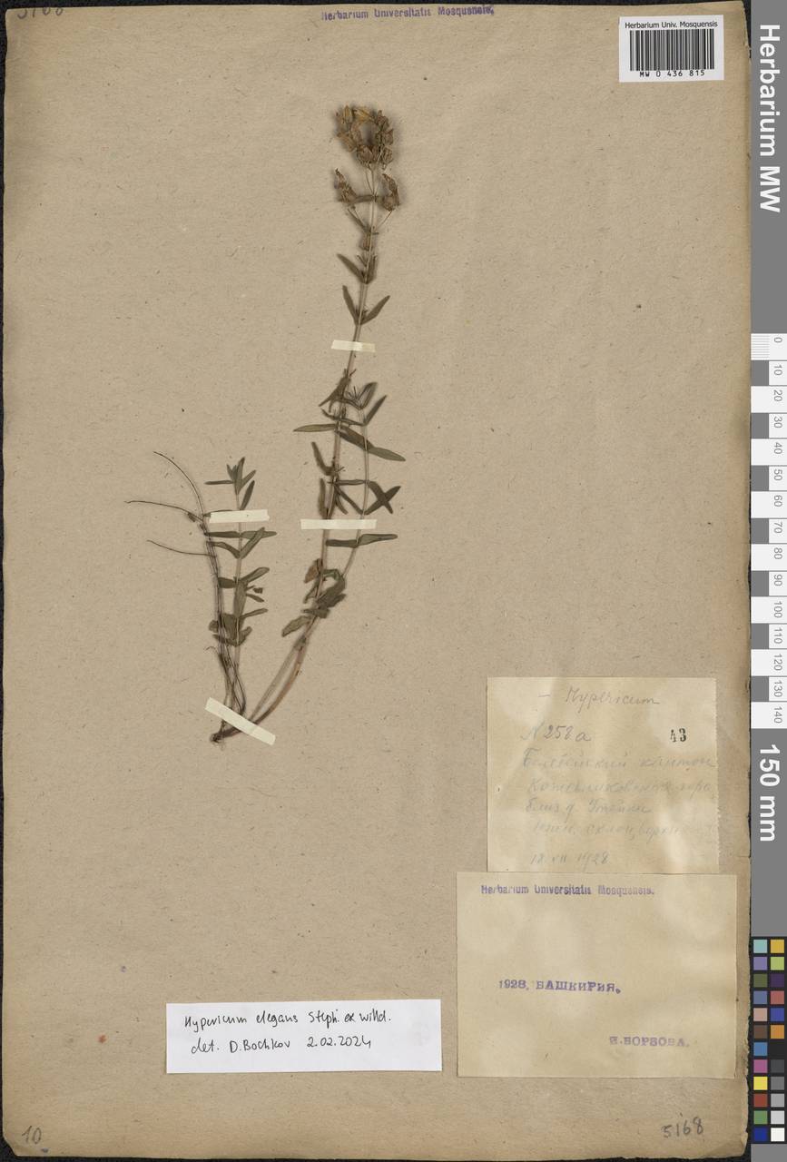 Hypericum elegans Steph. ex Willd., Eastern Europe, Eastern region (E10) (Russia)