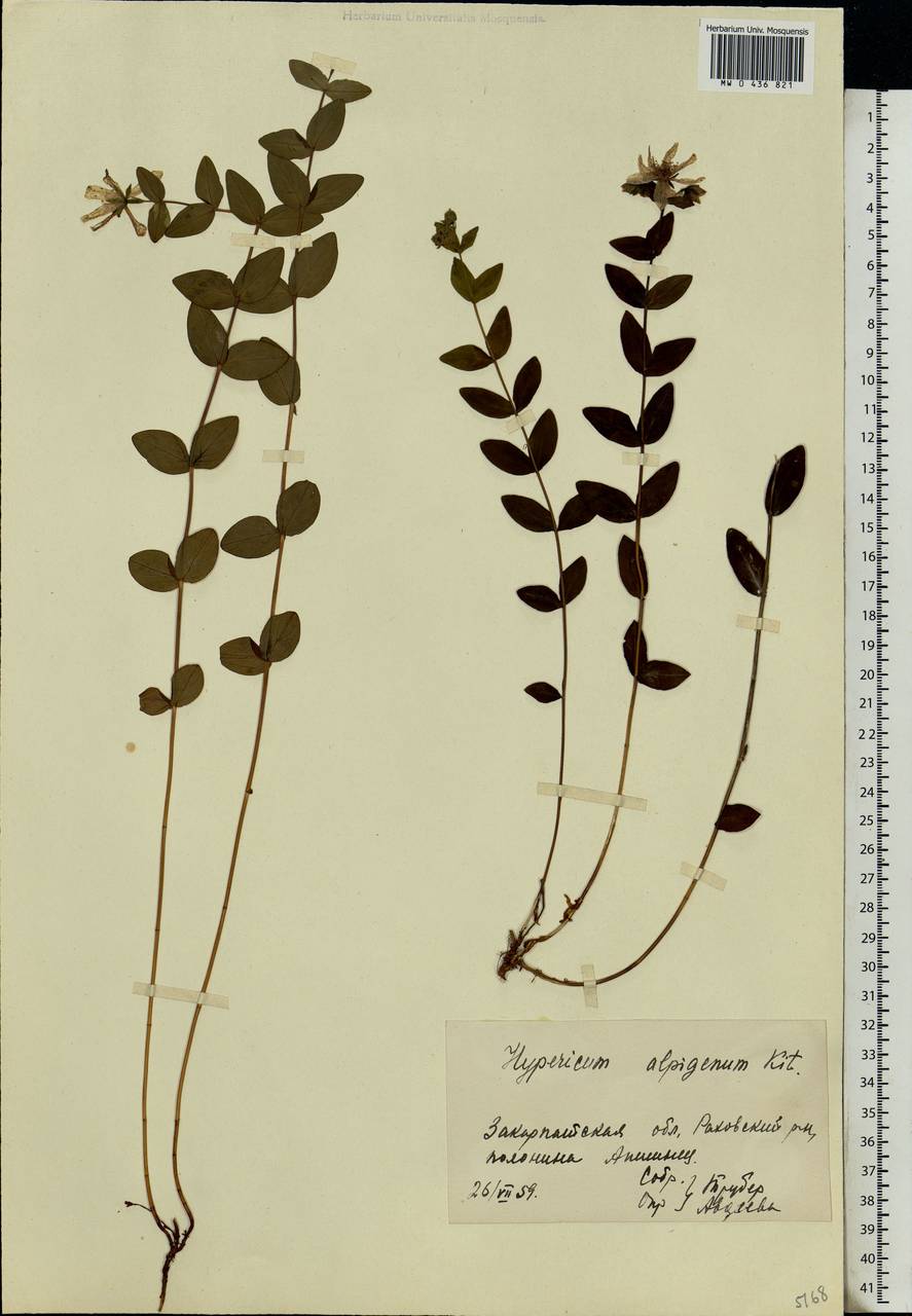 Hypericum richeri subsp. grisebachii (Boiss.) Nyman, Eastern Europe, West Ukrainian region (E13) (Ukraine)