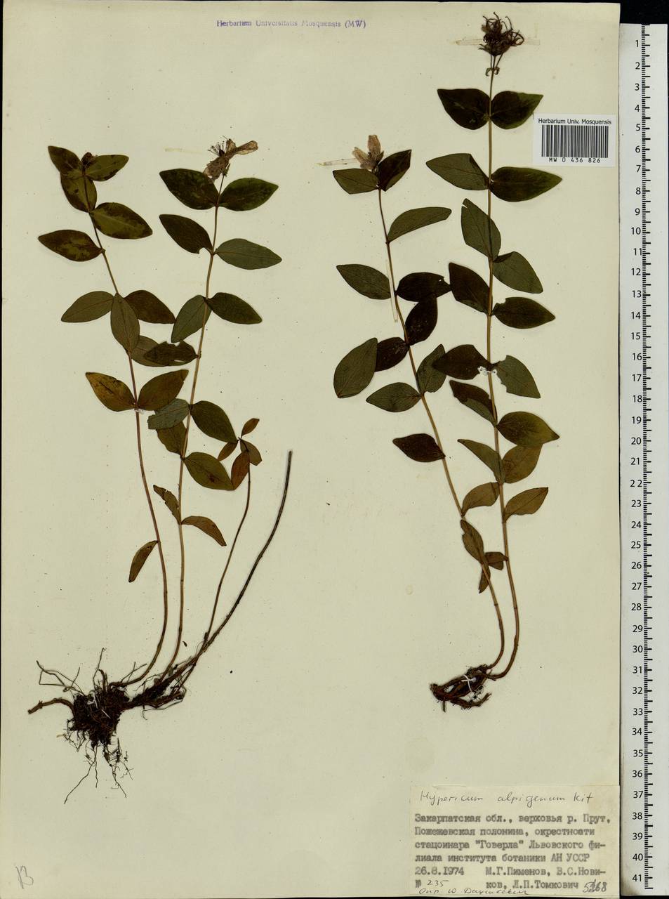 Hypericum richeri subsp. grisebachii (Boiss.) Nyman, Eastern Europe, West Ukrainian region (E13) (Ukraine)