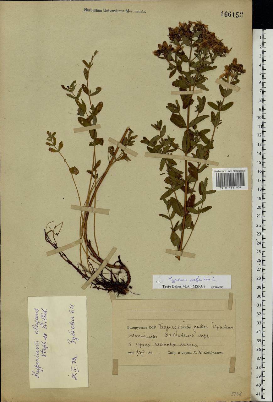 Hypericum elegans Steph. ex Willd., Eastern Europe, Belarus (E3a) (Belarus)