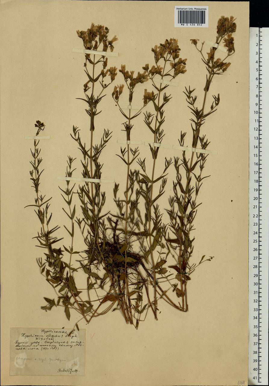 Hypericum elegans Steph. ex Willd., Eastern Europe, Central forest-and-steppe region (E6) (Russia)