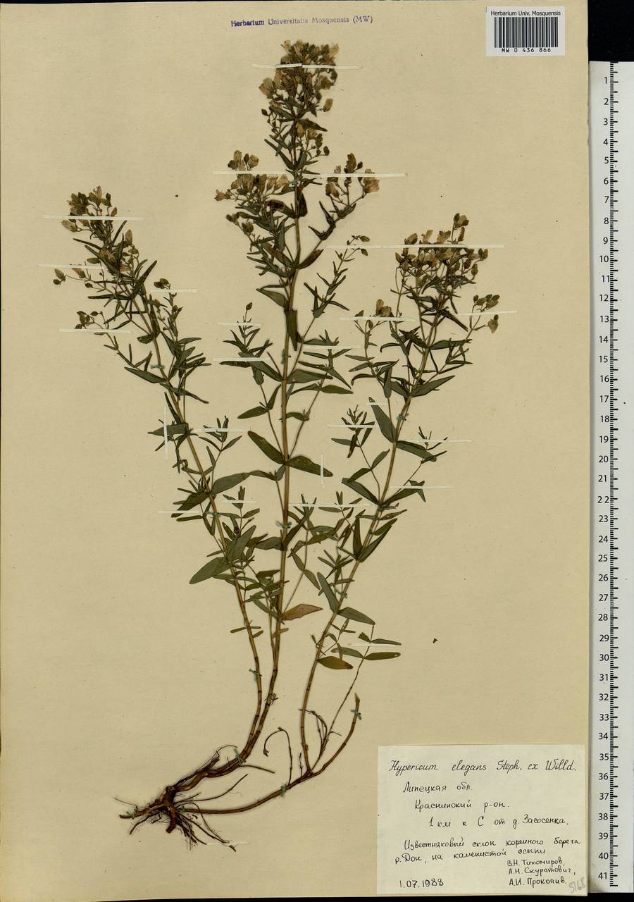 Hypericum elegans Steph. ex Willd., Eastern Europe, Central forest-and-steppe region (E6) (Russia)