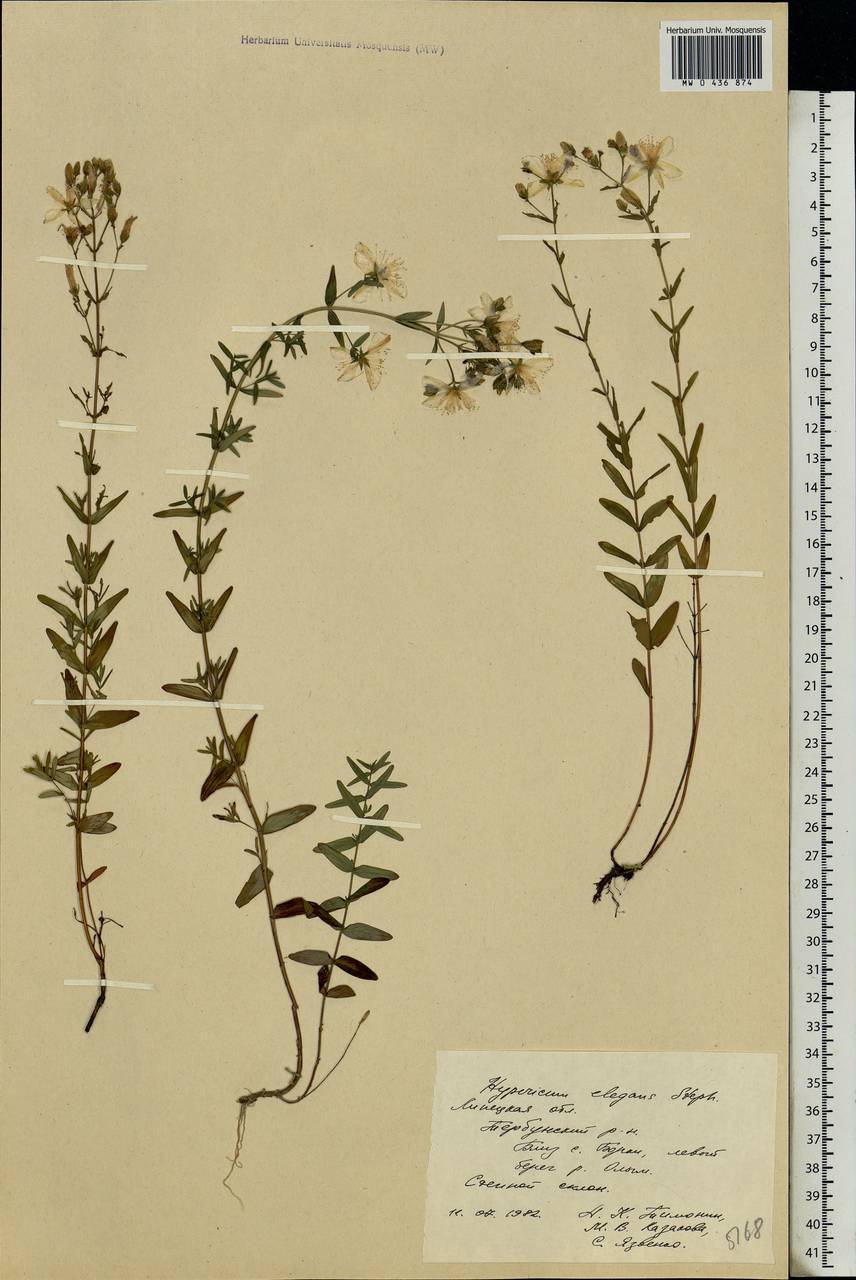 Hypericum elegans Steph. ex Willd., Eastern Europe, Central forest-and-steppe region (E6) (Russia)