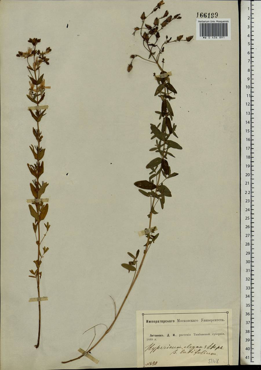 Hypericum elegans Steph. ex Willd., Eastern Europe, Central forest-and-steppe region (E6) (Russia)