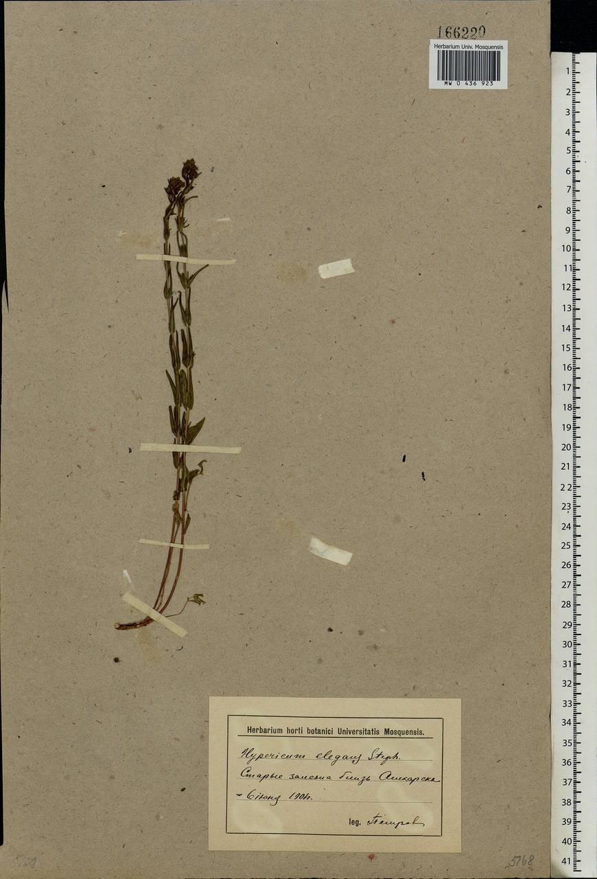 Hypericum elegans Steph. ex Willd., Eastern Europe, Lower Volga region (E9) (Russia)