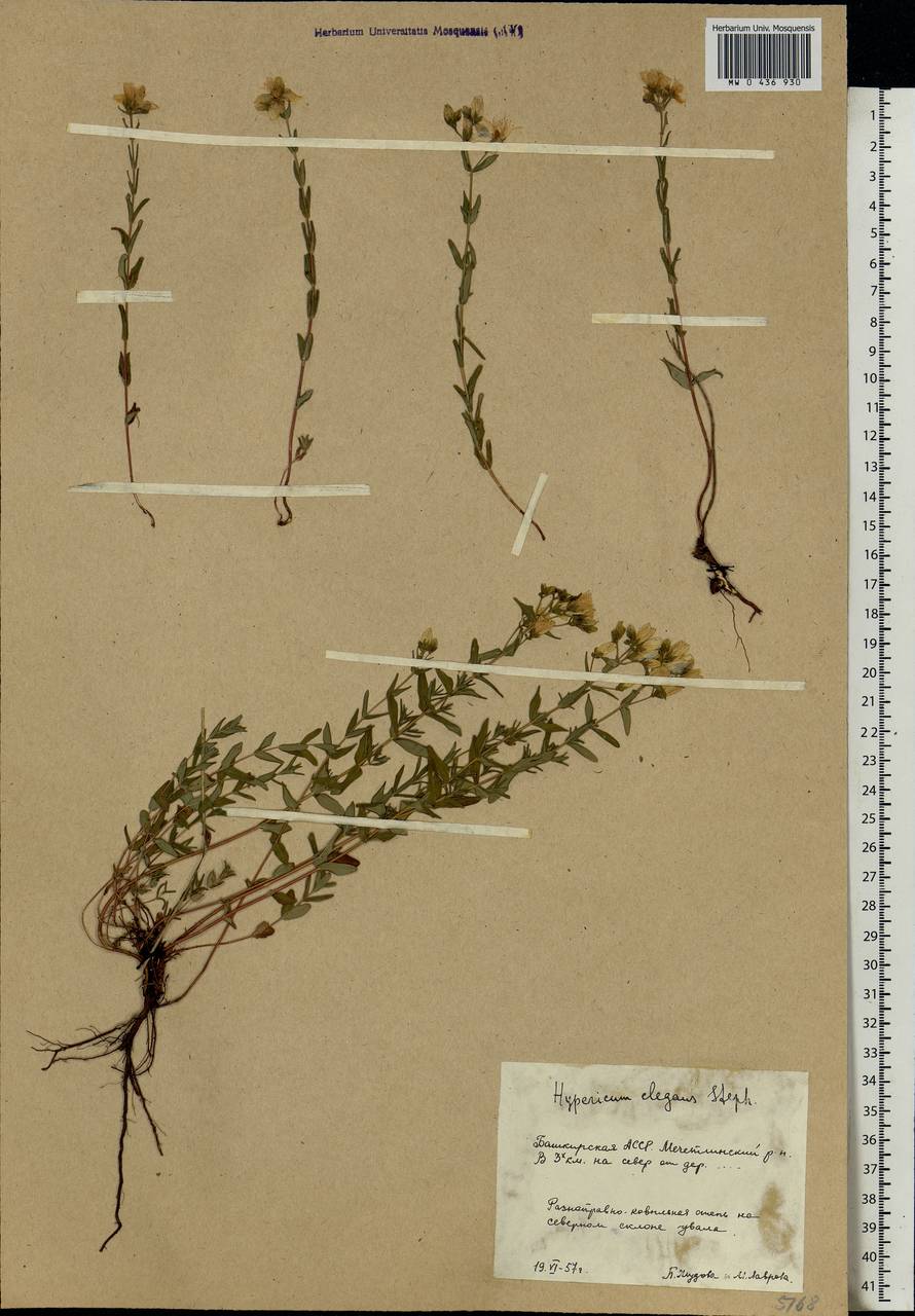 Hypericum elegans Steph. ex Willd., Eastern Europe, Eastern region (E10) (Russia)