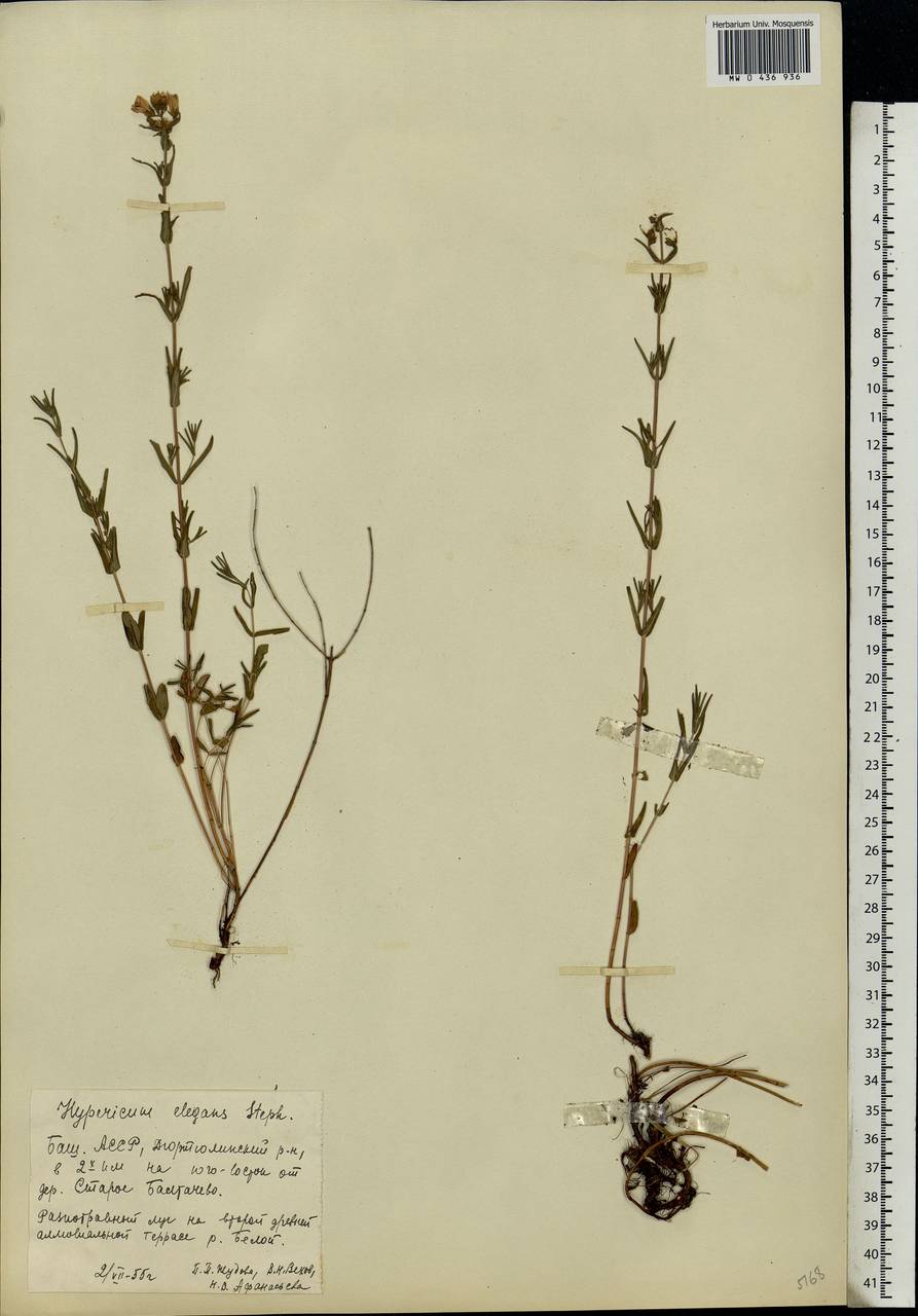 Hypericum elegans Steph. ex Willd., Eastern Europe, Eastern region (E10) (Russia)