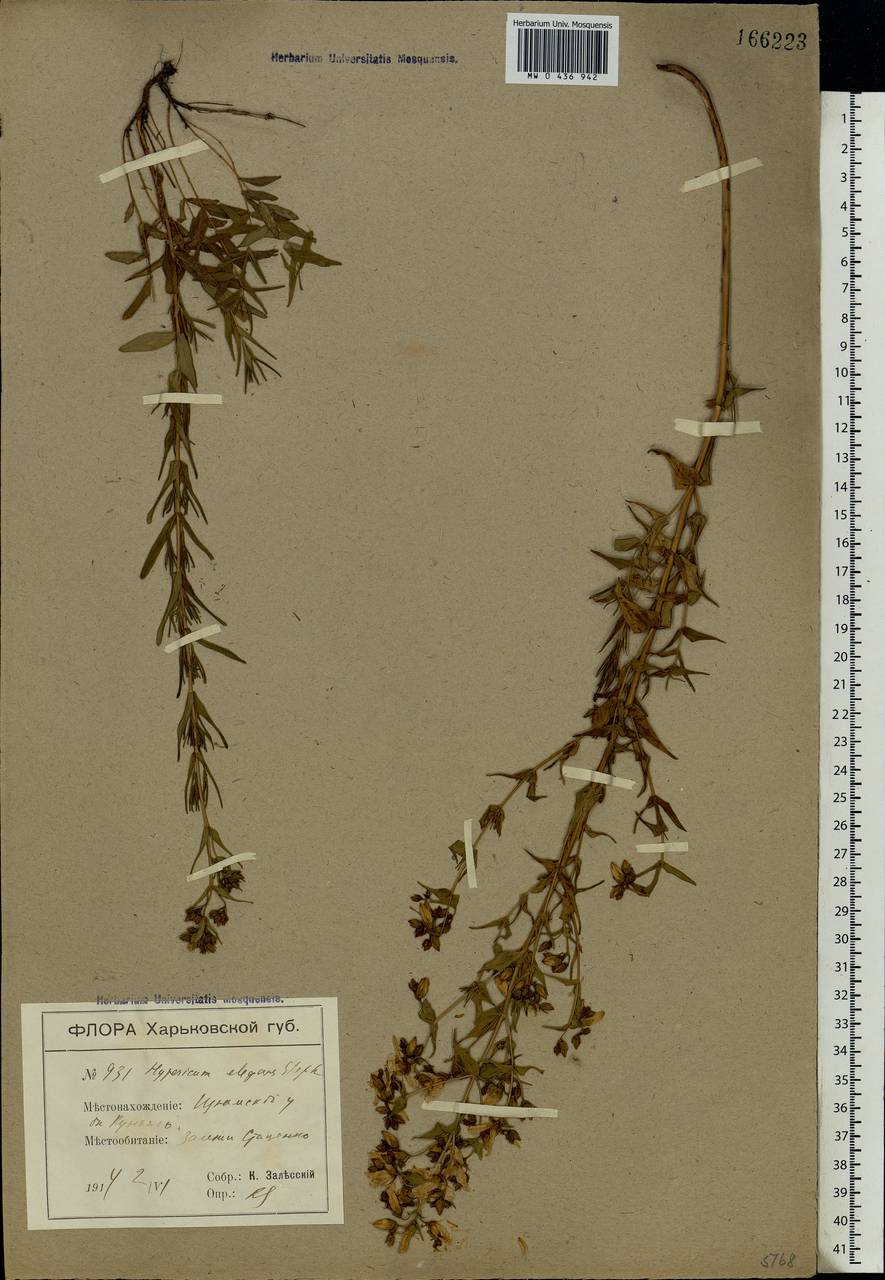 Hypericum elegans Steph. ex Willd., Eastern Europe, North Ukrainian region (E11) (Ukraine)