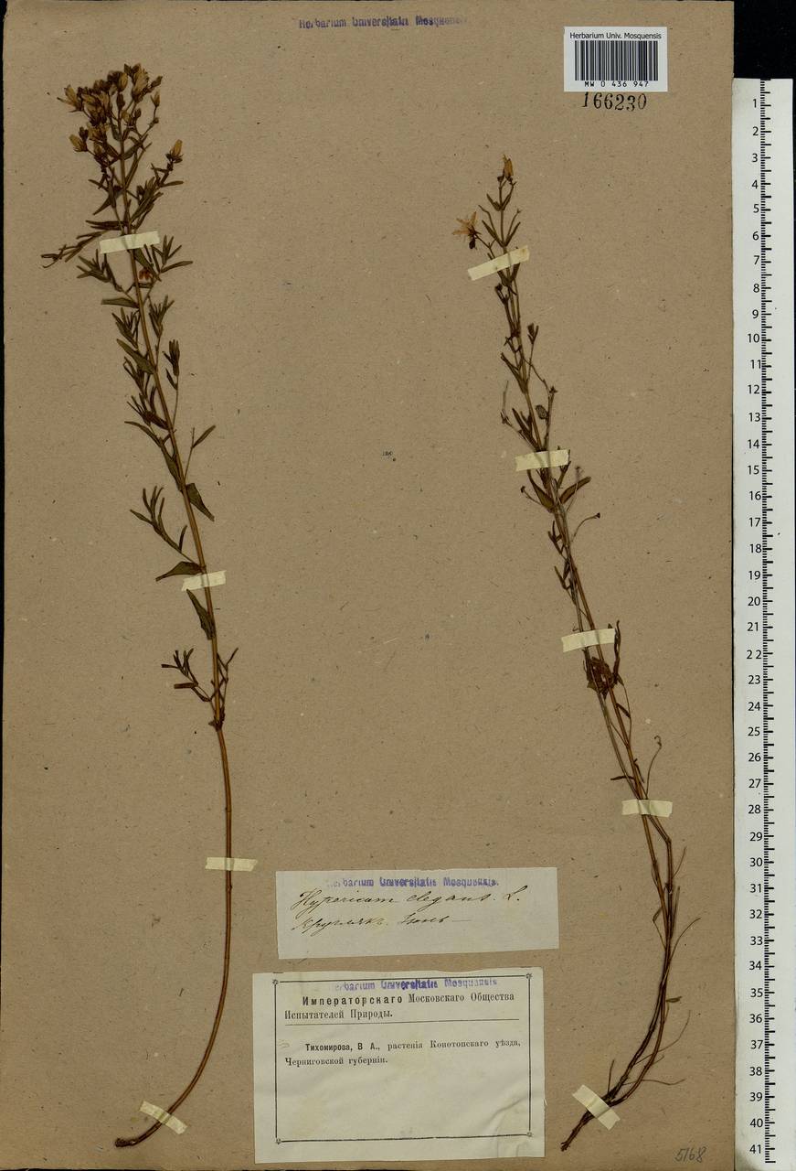 Hypericum elegans Steph. ex Willd., Eastern Europe, North Ukrainian region (E11) (Ukraine)