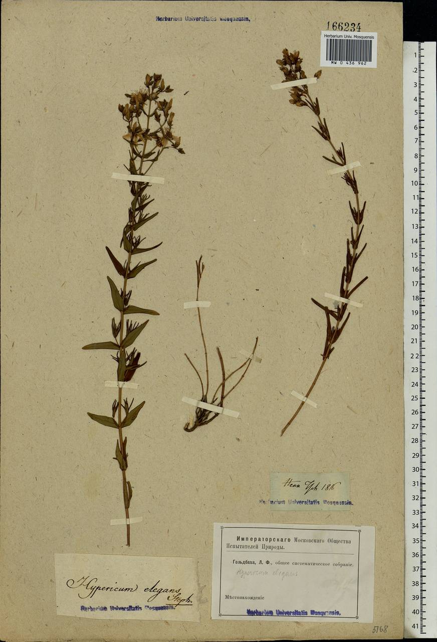 Hypericum elegans Steph. ex Willd., Eastern Europe, Rostov Oblast (E12a) (Russia)