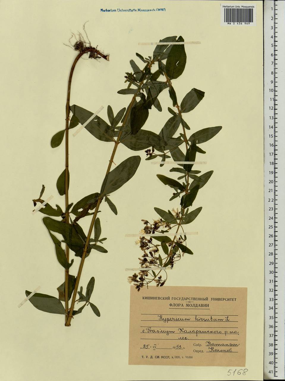 Hypericum elegans Steph. ex Willd., Eastern Europe, Moldova (E13a) (Moldova)