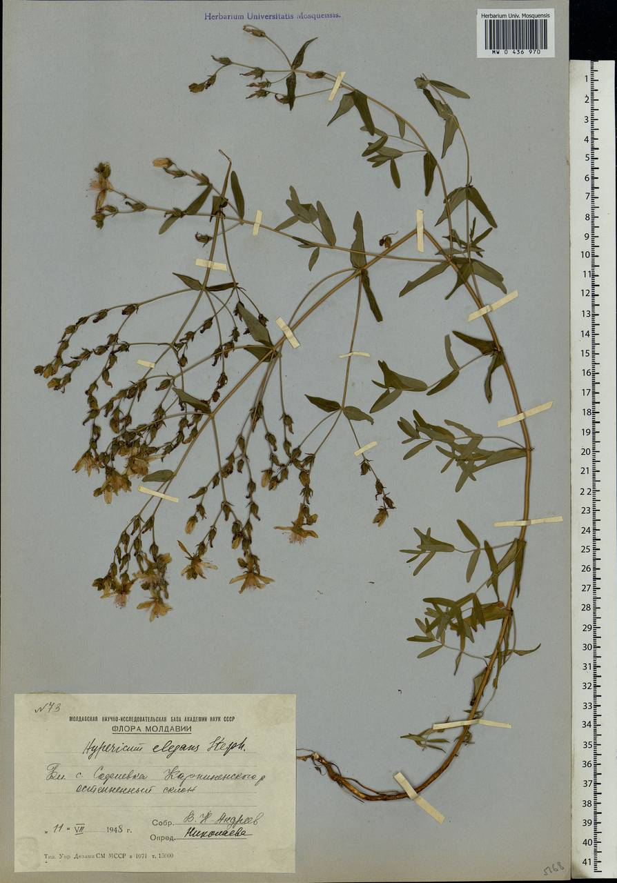 Hypericum elegans Steph. ex Willd., Eastern Europe, Moldova (E13a) (Moldova)