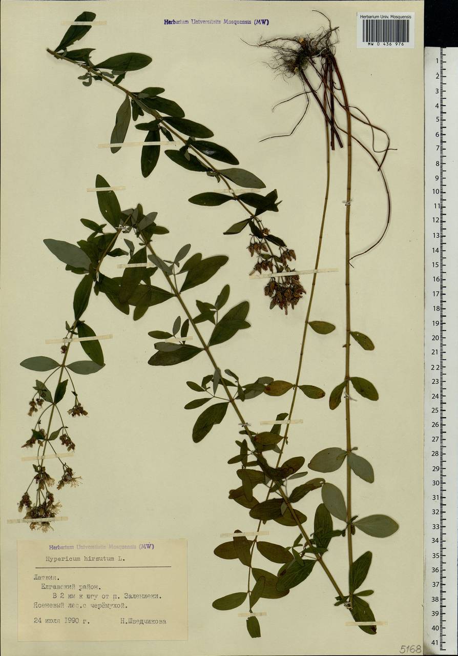 Hypericum hirsutum L., Eastern Europe, Latvia (E2b) (Latvia)