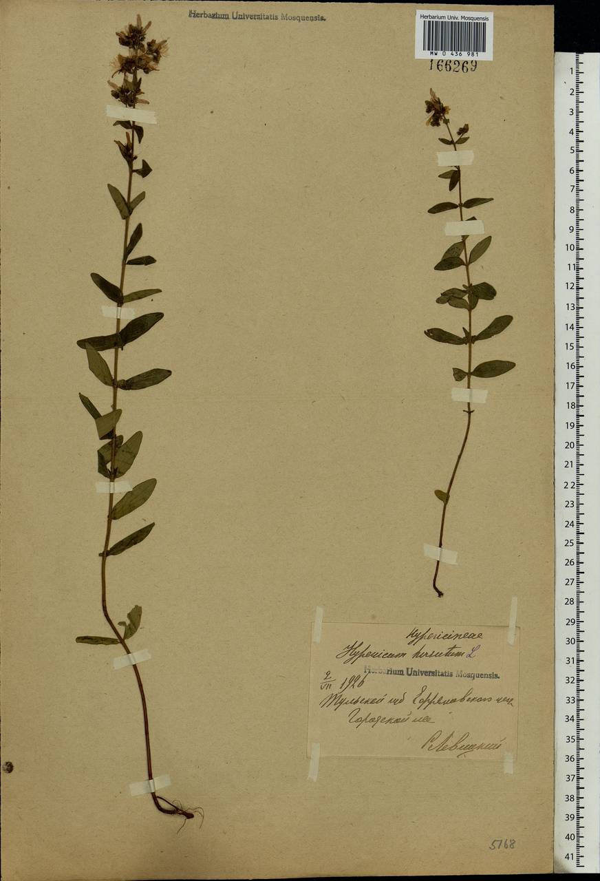 Hypericum hirsutum L., Eastern Europe, Central region (E4) (Russia)